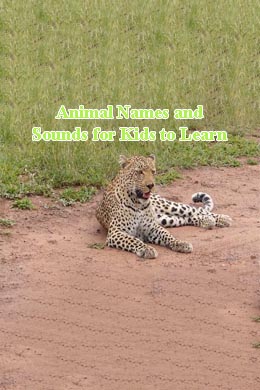 Animal Names and Sounds for Kids to Learn